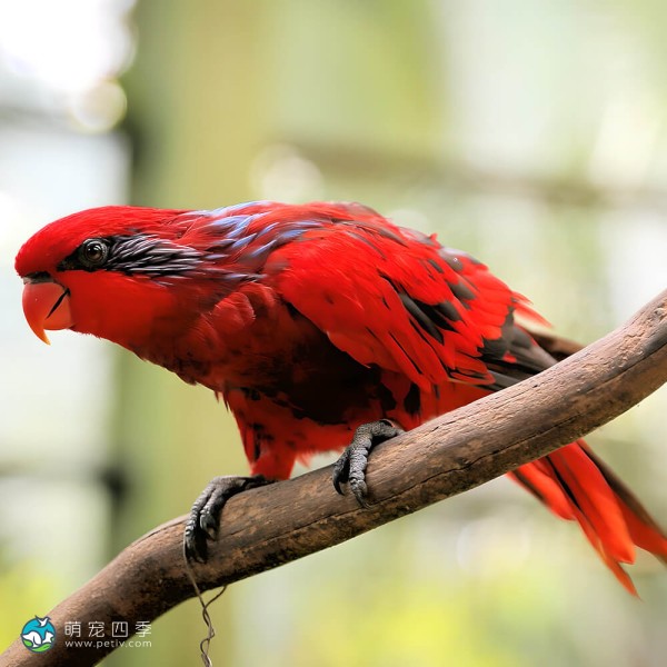 红色吸蜜鹦鹉-2