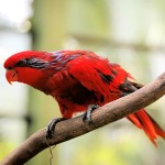 红色吸蜜鹦鹉-缩略图-2