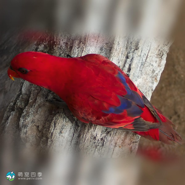 红色吸蜜鹦鹉-3