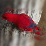 红色吸蜜鹦鹉-缩略图-3