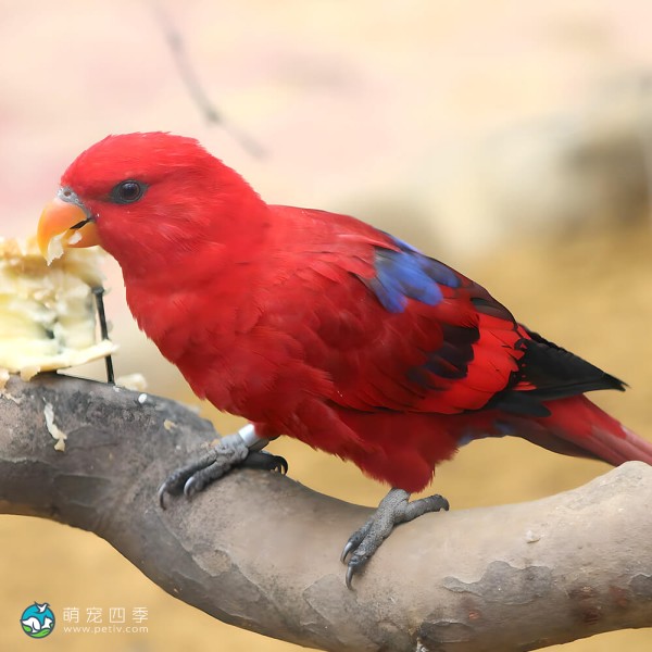 红色吸蜜鹦鹉-4