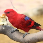 红色吸蜜鹦鹉-缩略图-4