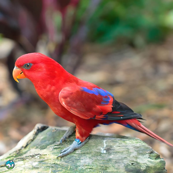 红色吸蜜鹦鹉-5