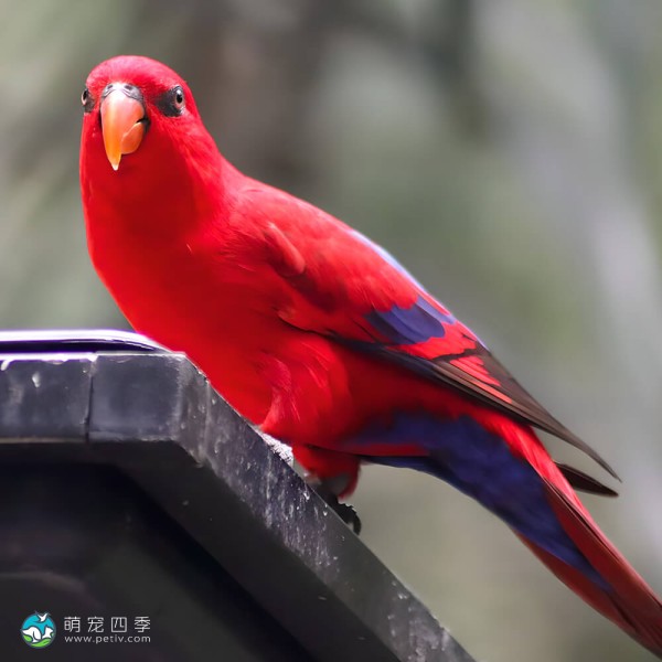 红色吸蜜鹦鹉-6