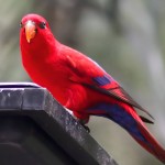 红色吸蜜鹦鹉-缩略图-6