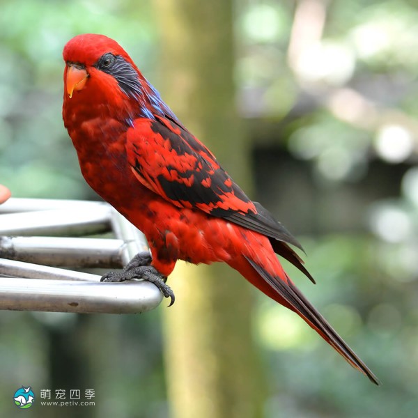 红色吸蜜鹦鹉-7