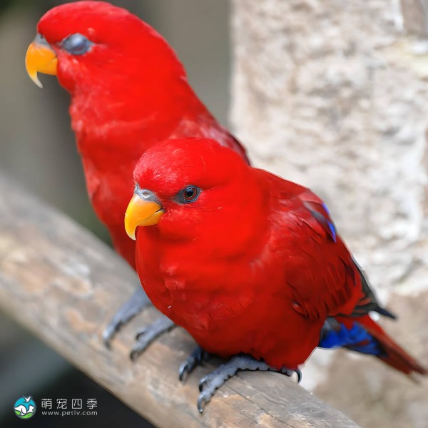 红色吸蜜鹦鹉-8