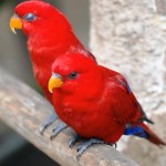 红色吸蜜鹦鹉-缩略图-8