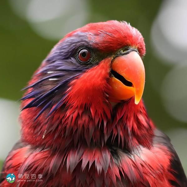 红色吸蜜鹦鹉-9