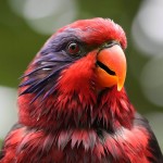 红色吸蜜鹦鹉-缩略图-9