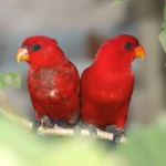 红色吸蜜鹦鹉-缩略图-10