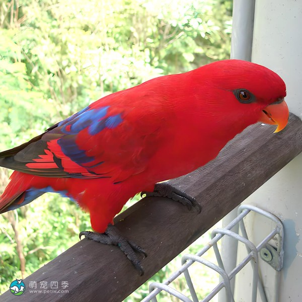 红色吸蜜鹦鹉-11
