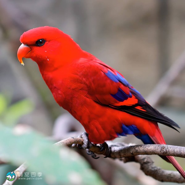 红色吸蜜鹦鹉-12