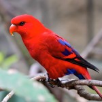 红色吸蜜鹦鹉-缩略图-12