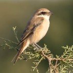 红尾伯劳-缩略图-1