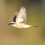 红尾伯劳-缩略图-2