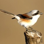 红尾伯劳-缩略图-3