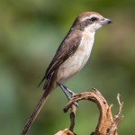 红尾伯劳-缩略图-4