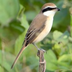 红尾伯劳-缩略图-5