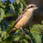 红尾伯劳-缩略图-7