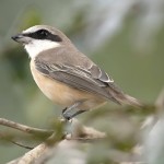 红尾伯劳-缩略图-8