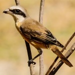 红尾伯劳-缩略图-9