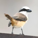 红尾伯劳-缩略图-11