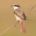 红尾伯劳-缩略图-12