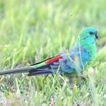 红腰鹦鹉-缩略图-1