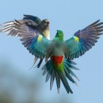 红腰鹦鹉-缩略图-2