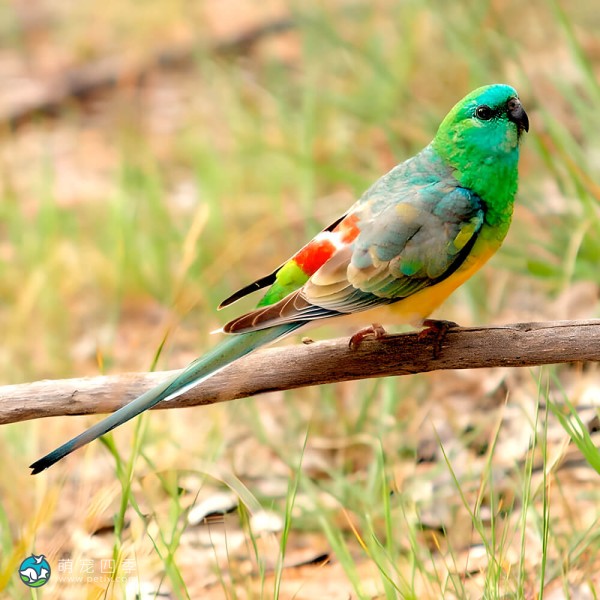 红腰鹦鹉-3