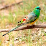 红腰鹦鹉-缩略图-3