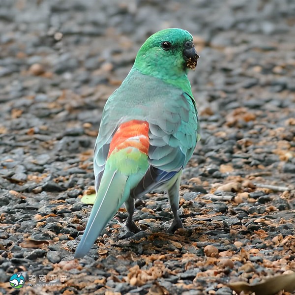 红腰鹦鹉-5