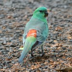 红腰鹦鹉-缩略图-5