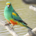 红腰鹦鹉-缩略图-6