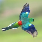 红腰鹦鹉-缩略图-7