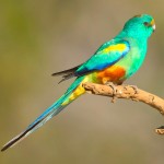 红腰鹦鹉-缩略图-10