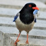 红嘴蓝鹊-缩略图-1