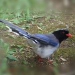 红嘴蓝鹊-缩略图-2