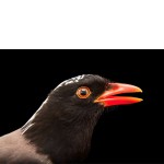 红嘴蓝鹊-缩略图-3