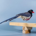 红嘴蓝鹊-缩略图-4