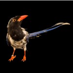 红嘴蓝鹊-缩略图-5