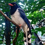 红嘴蓝鹊-缩略图-7