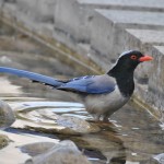 红嘴蓝鹊-缩略图-8