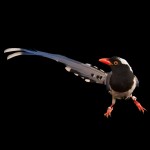 红嘴蓝鹊-缩略图-10