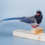 红嘴蓝鹊-缩略图-11