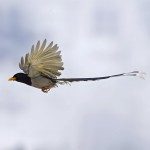 红嘴蓝鹊-缩略图-12