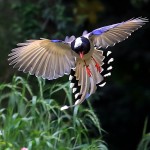 红嘴蓝鹊-缩略图-13