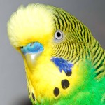 虎皮鹦鹉-缩略图-1