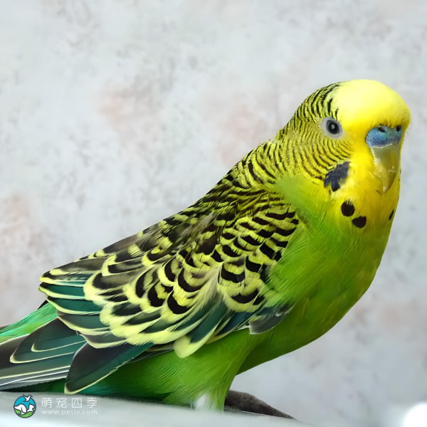 虎皮鹦鹉-3